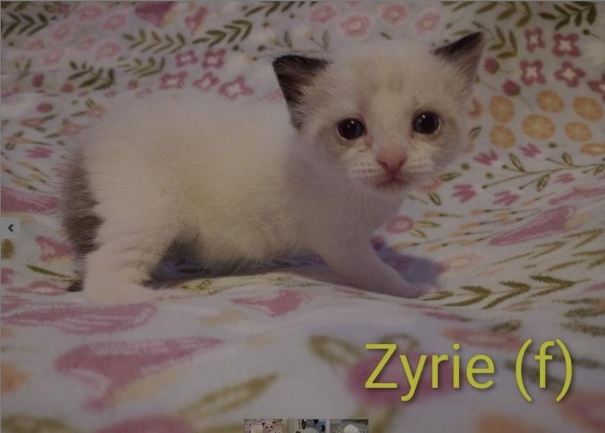 Zyrie, adopted, Kitten Female Domestic Short Hair.