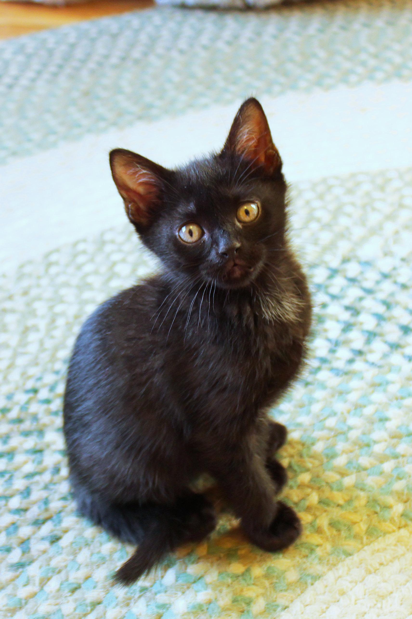 Mercury, a Adoptable mixed breed in Urbana, OH image 5/6