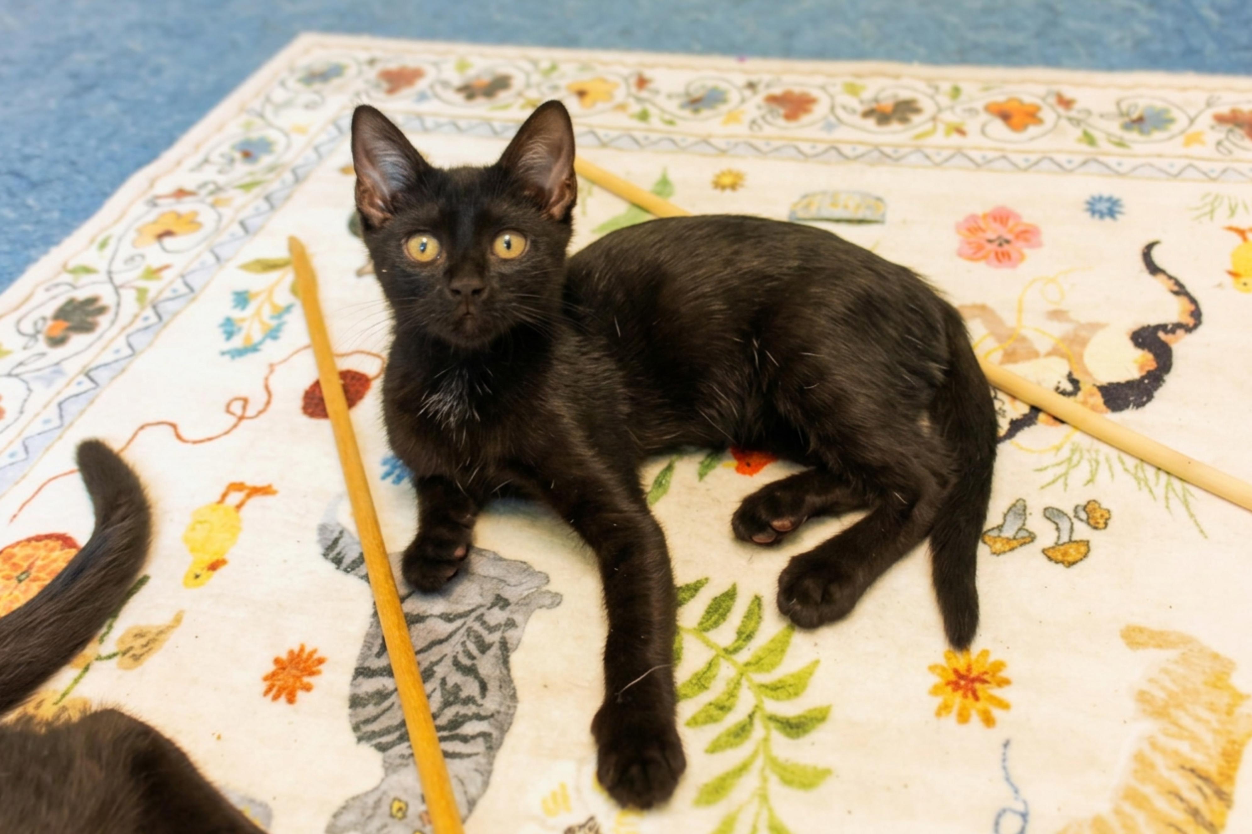 Mercury, a Adoptable mixed breed in Urbana, OH image 1/6