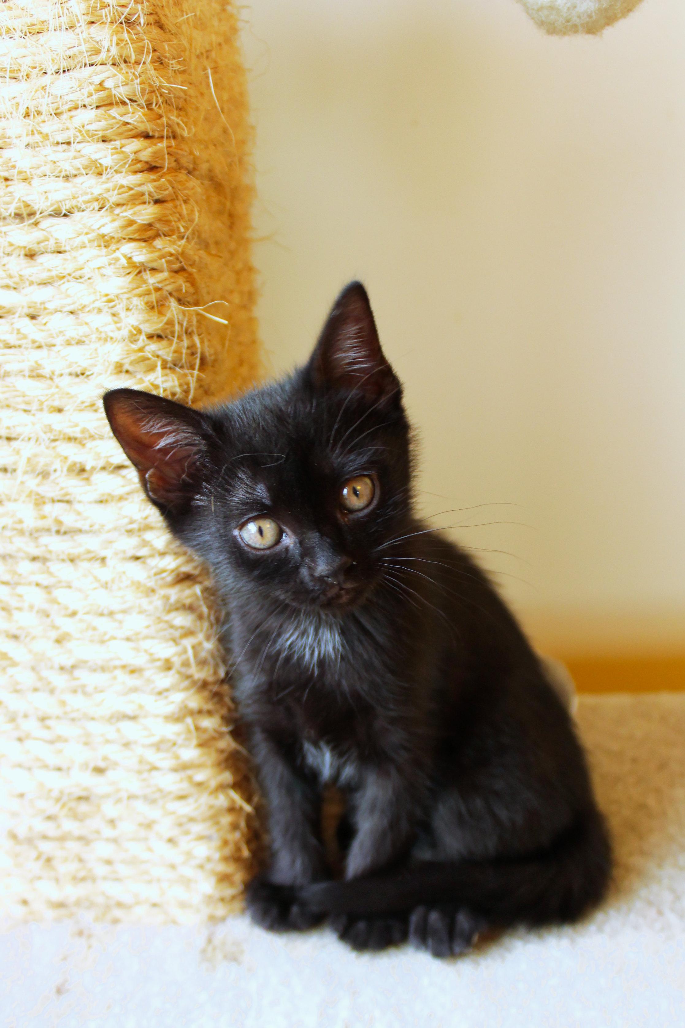 Mercury, a Adoptable mixed breed in Urbana, OH image 6/6