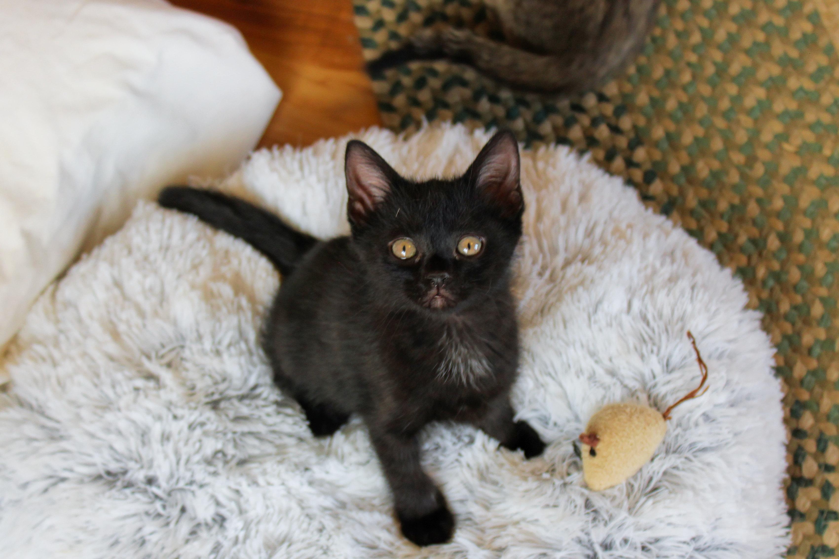 Mercury, a Adoptable mixed breed in Urbana, OH image 2/6