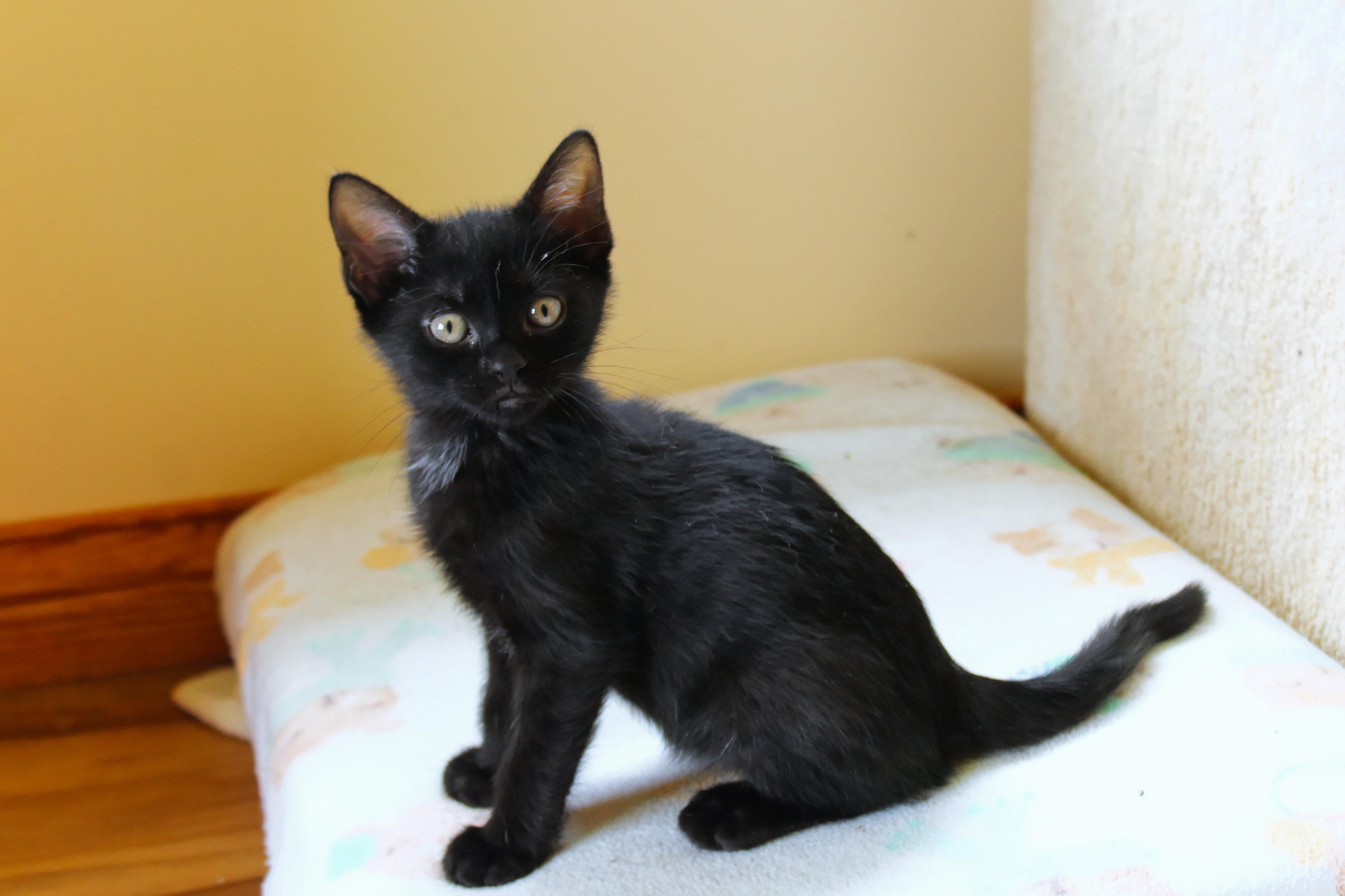 Mercury, a Adoptable mixed breed in Urbana, OH image 4/6