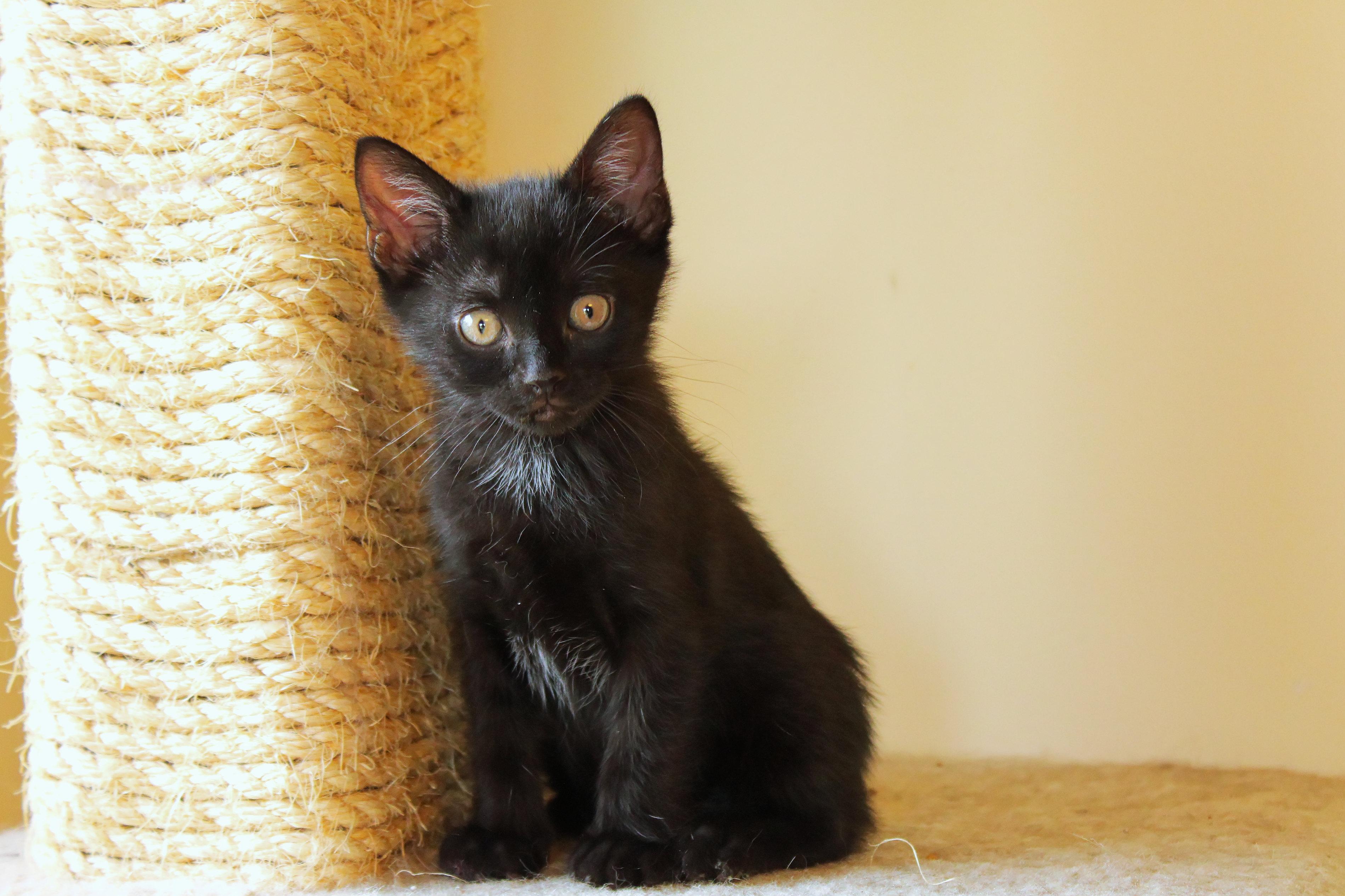 Mercury, a Adoptable mixed breed in Urbana, OH image 3/6