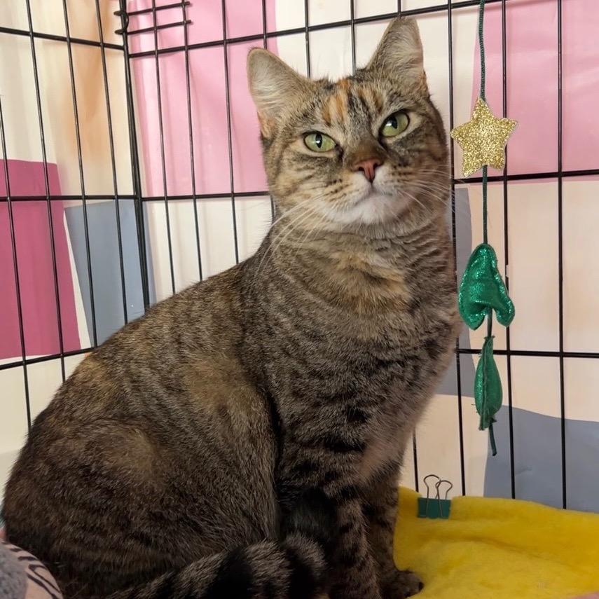 Nylah, Adoptable, Young Female Domestic Short Hair.