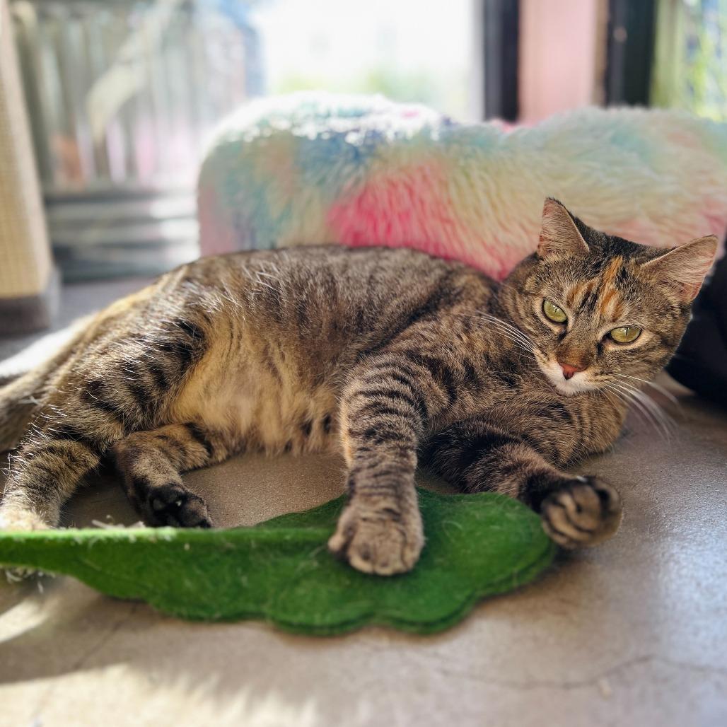 Nylah, Adoptable, Adult Female Domestic Short Hair.