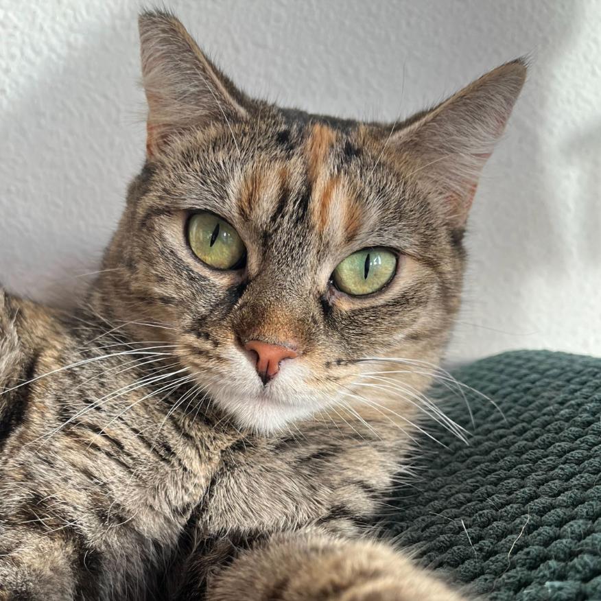 Enlarge Nylah, a Adoptable Domestic Short Hair in Costa Mesa, CA image 2/6