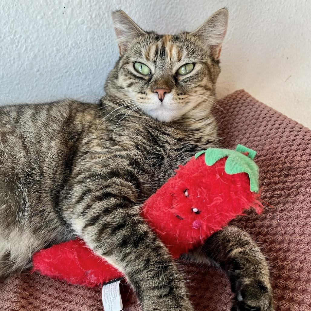 Enlarge Nylah, a Adoptable Domestic Short Hair in Costa Mesa, CA image 3/6