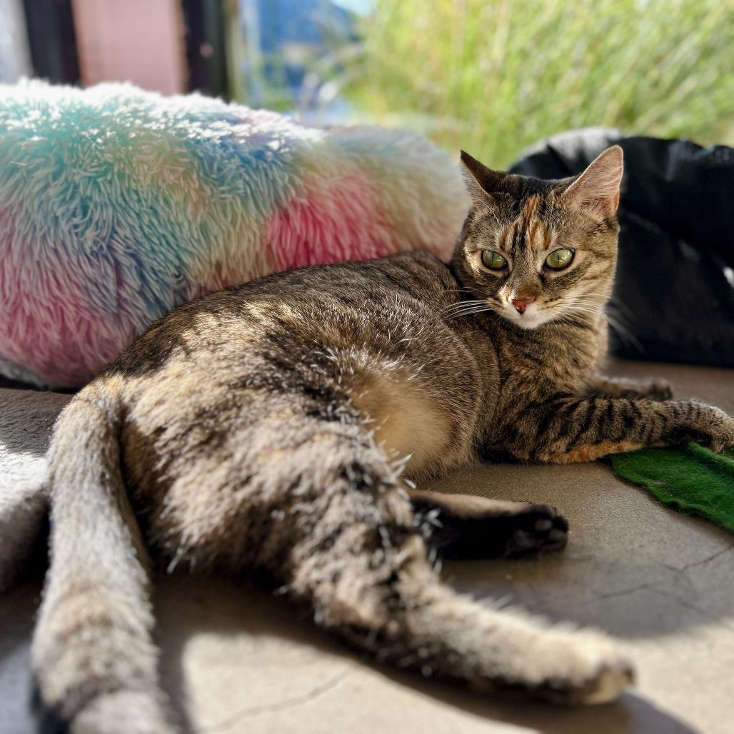 Enlarge Nylah, a Adoptable Domestic Short Hair in Costa Mesa, CA image 4/6