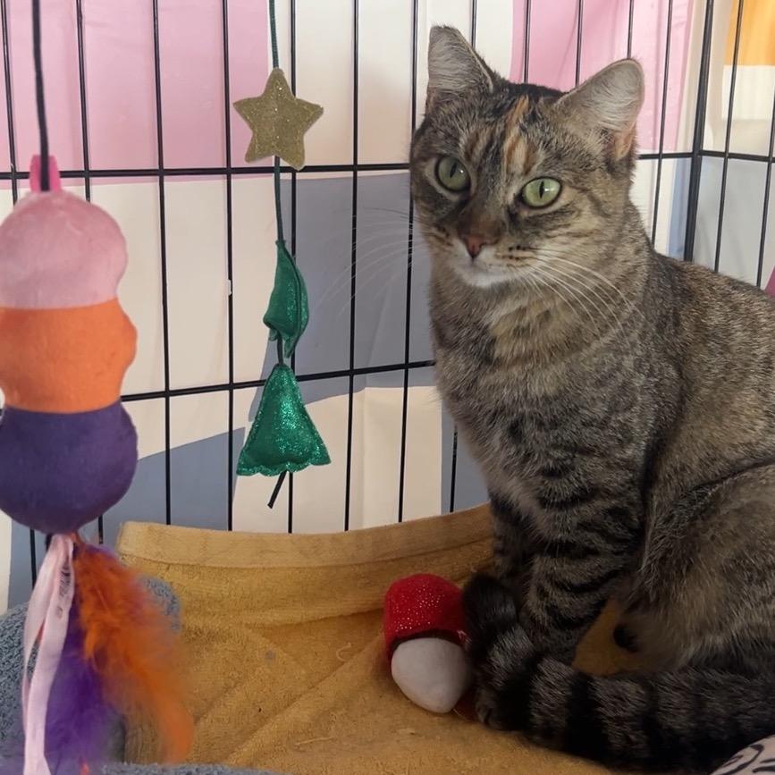 Enlarge Nylah, a Adoptable Domestic Short Hair in Costa Mesa, CA image 3/3