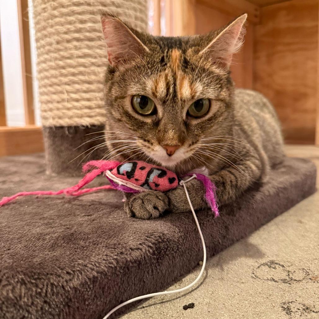 Enlarge Nylah, a Adoptable Domestic Short Hair in Costa Mesa, CA image 5/6