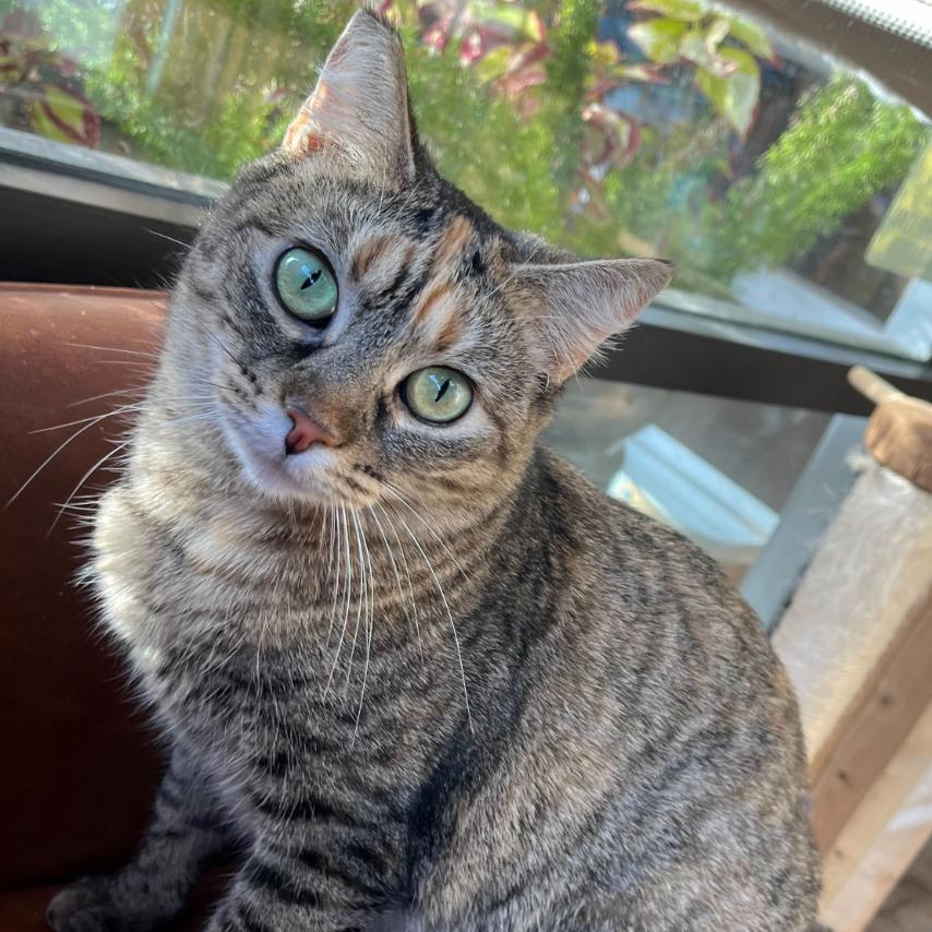 Enlarge Nylah, a Adoptable Domestic Short Hair in Costa Mesa, CA image 6/6