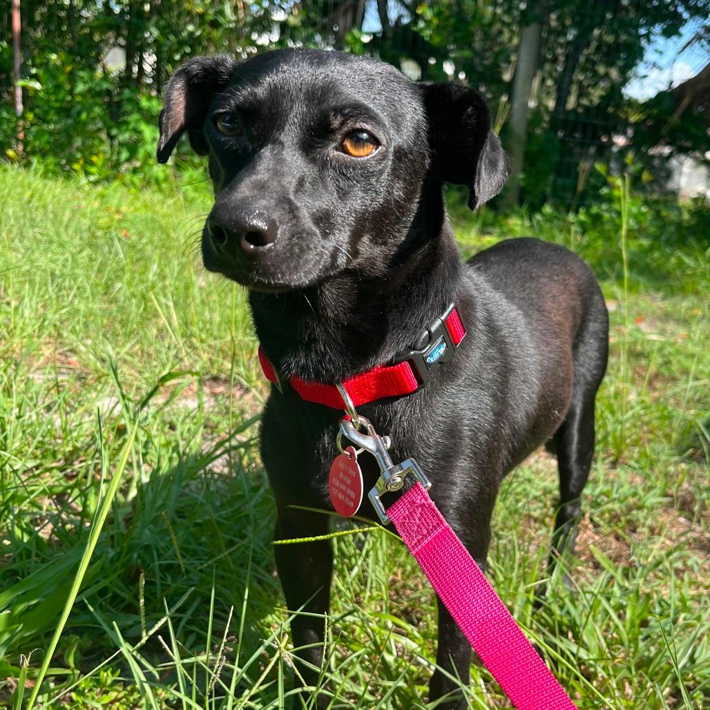 Taco, Adoptable, Adult Male Chihuahua & Mixed Breed.