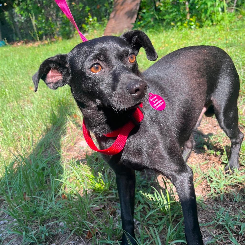 Enlarge Taco, a Adoptable mixed breed in Merritt Island, FL image 2/3