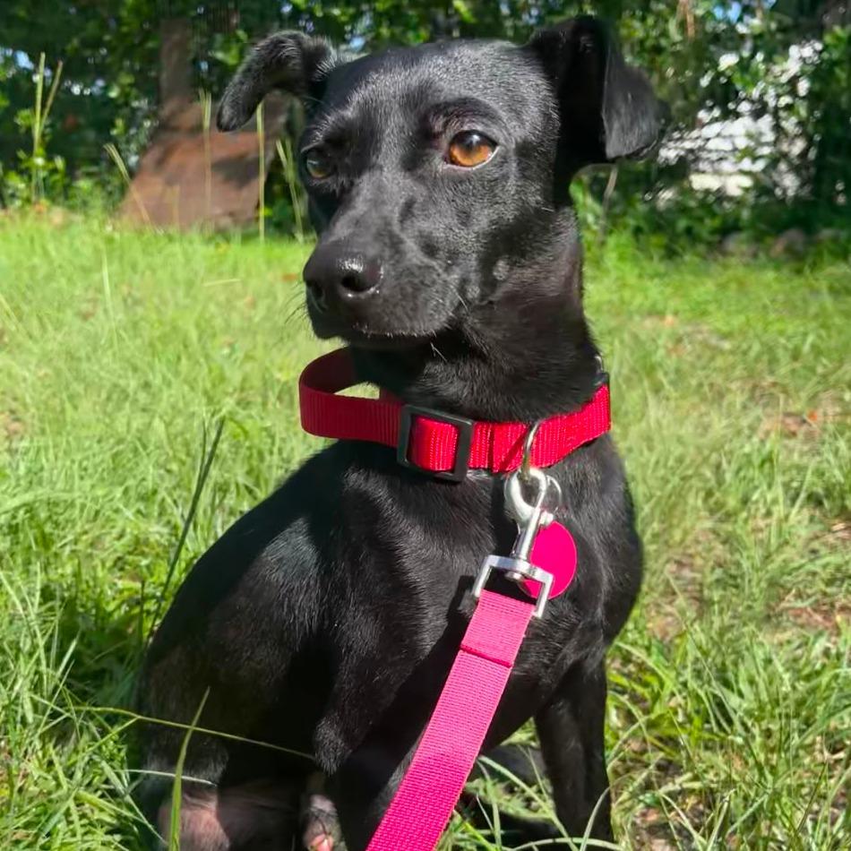Enlarge Taco, a Adoptable mixed breed in Merritt Island, FL image 3/3