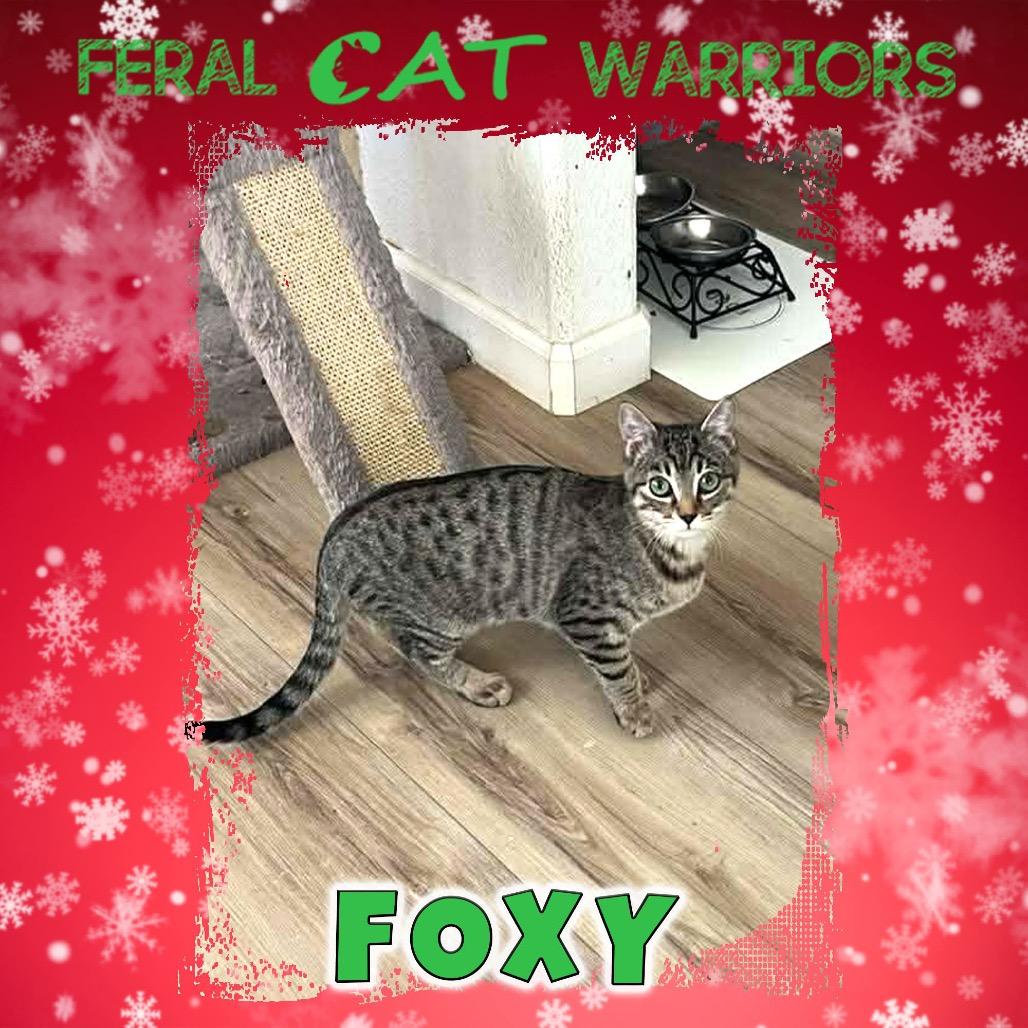 Foxy, Adoptable, Kitten Female Domestic Short Hair.