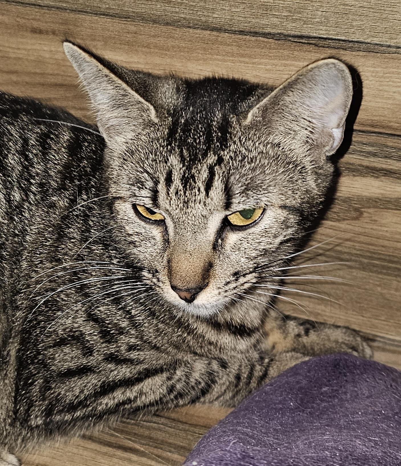 Enlarge Aussie, a Adoptable Domestic Short Hair in Evergreen, CO image 1/1