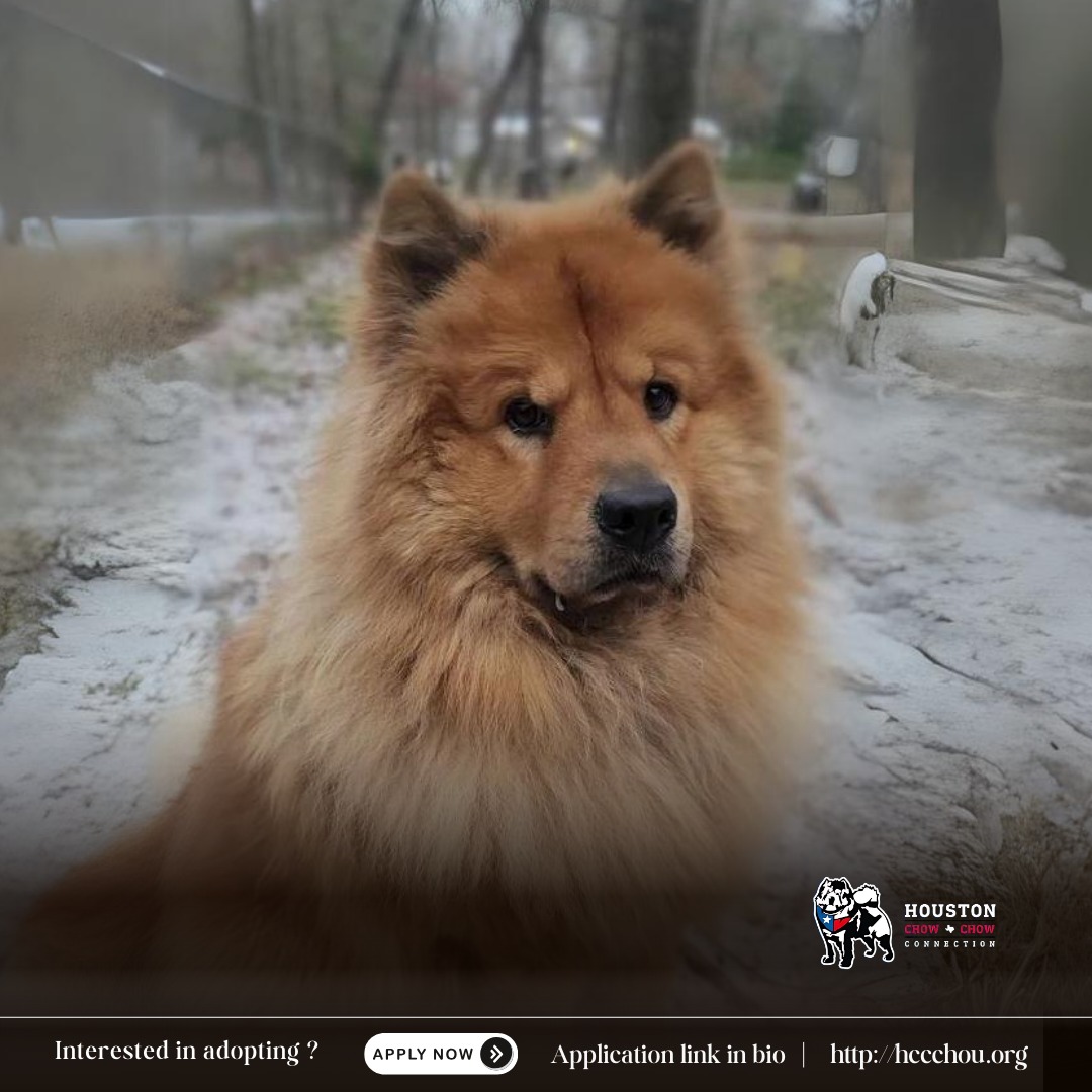 Enlarge Rowan, a Adoptable Chow Chow in Hernando, MS image 2/5