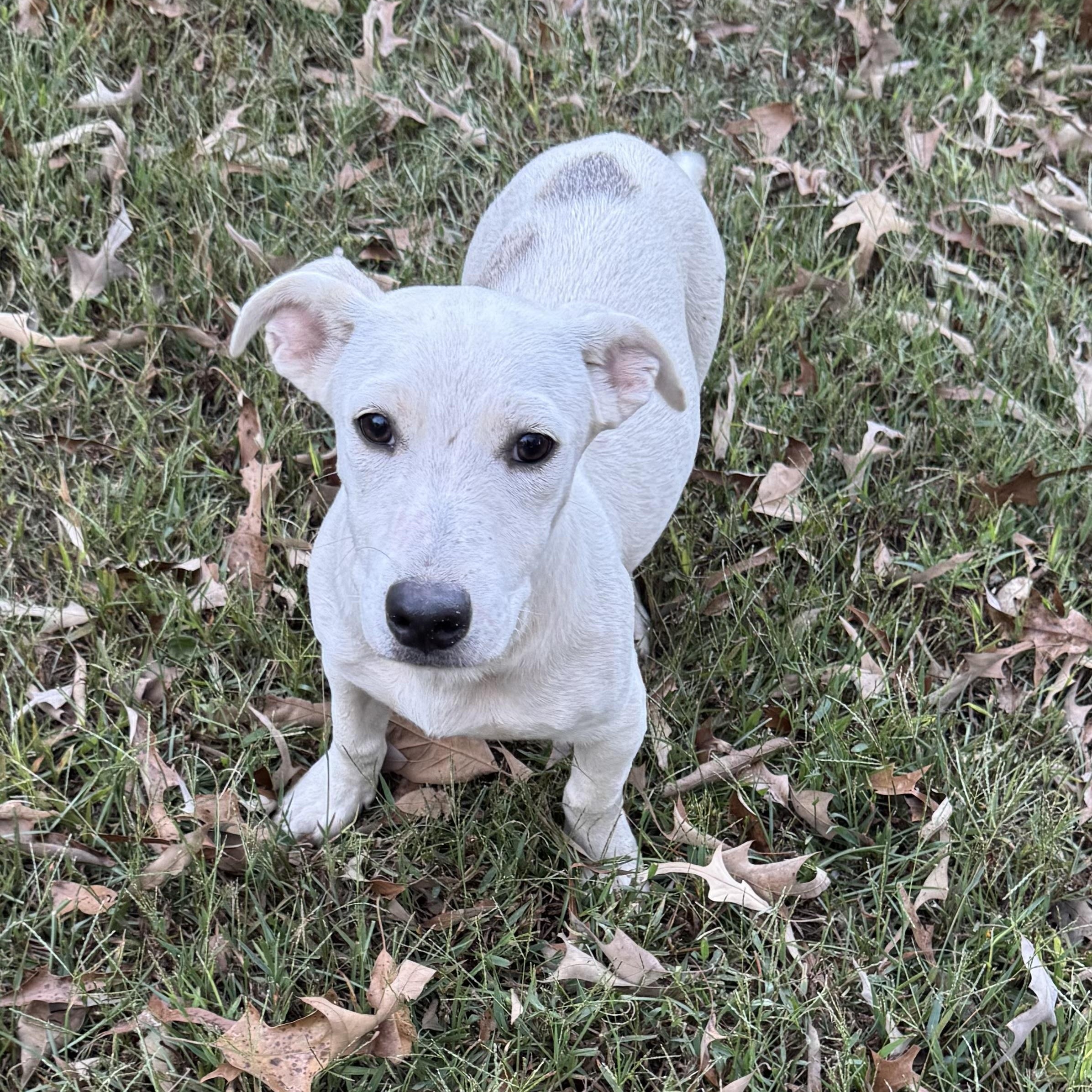 Enlarge Hank, a Adoptable mixed breed in Warwick, RI image 2/6