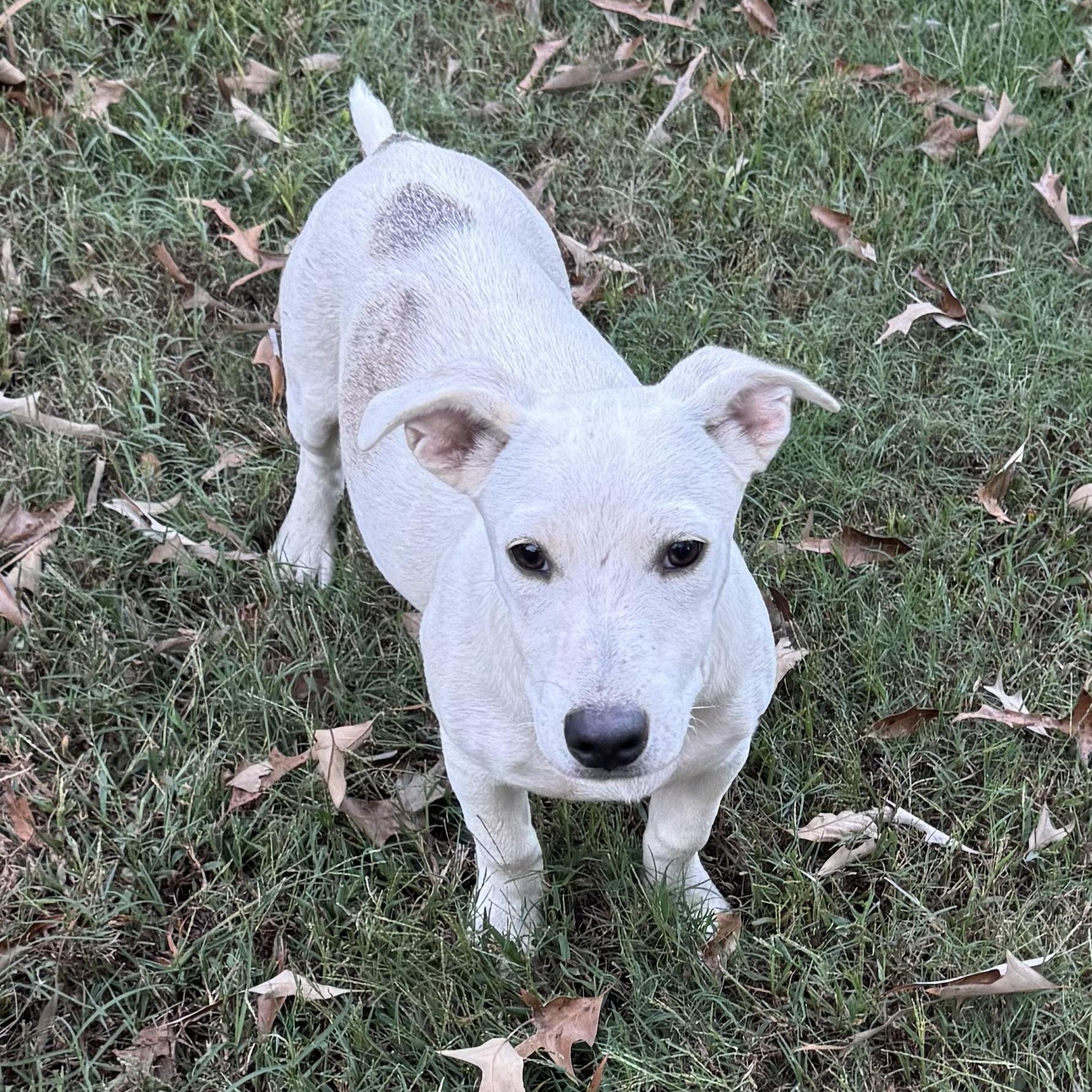 Hank photo
