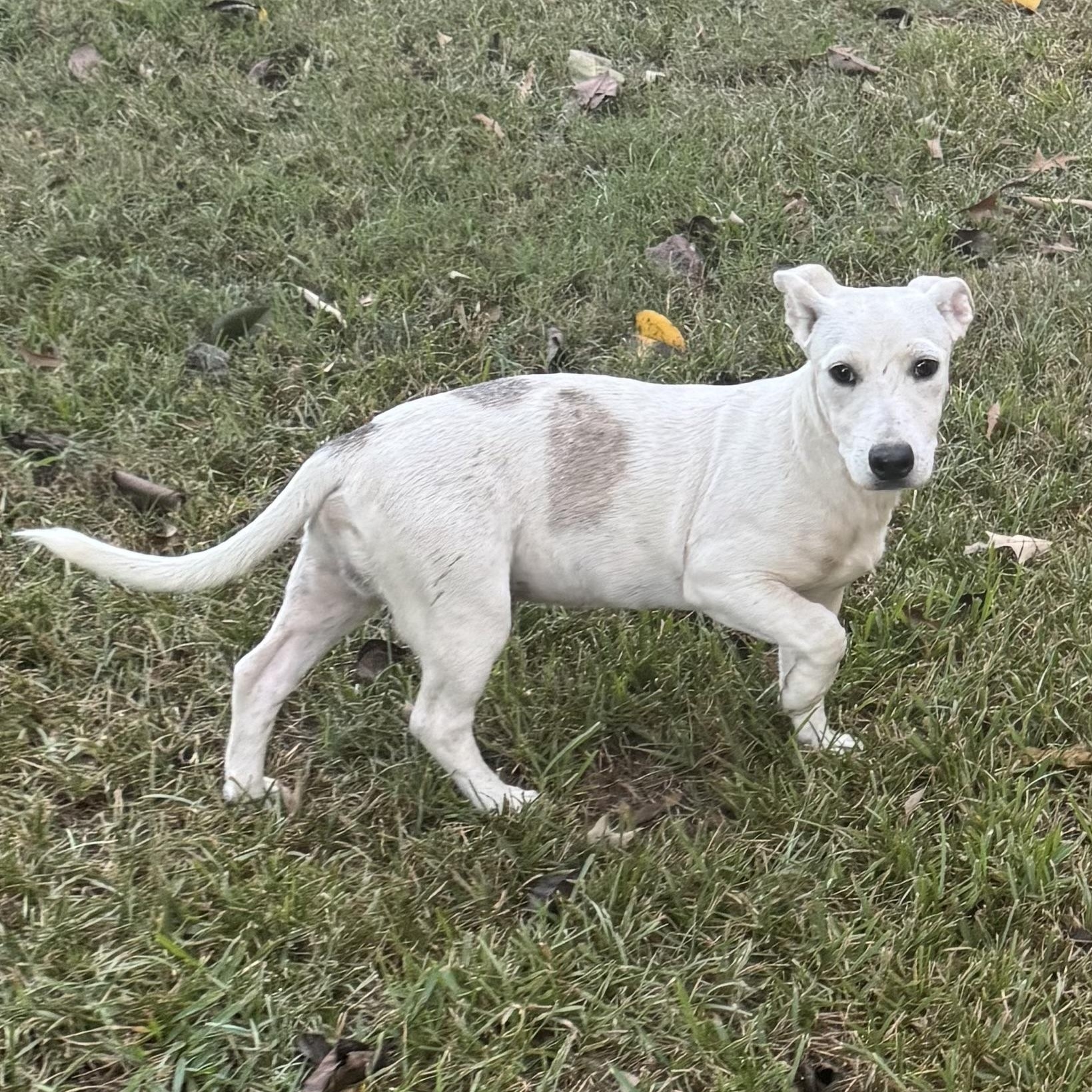 Enlarge Hank, a Adoptable mixed breed in Warwick, RI image 5/6