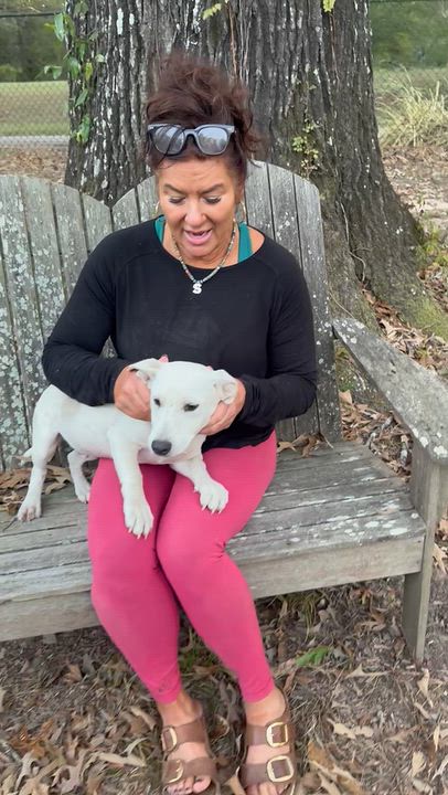 Enlarge Hank, a Adoptable mixed breed in Warwick, RI video 6/6