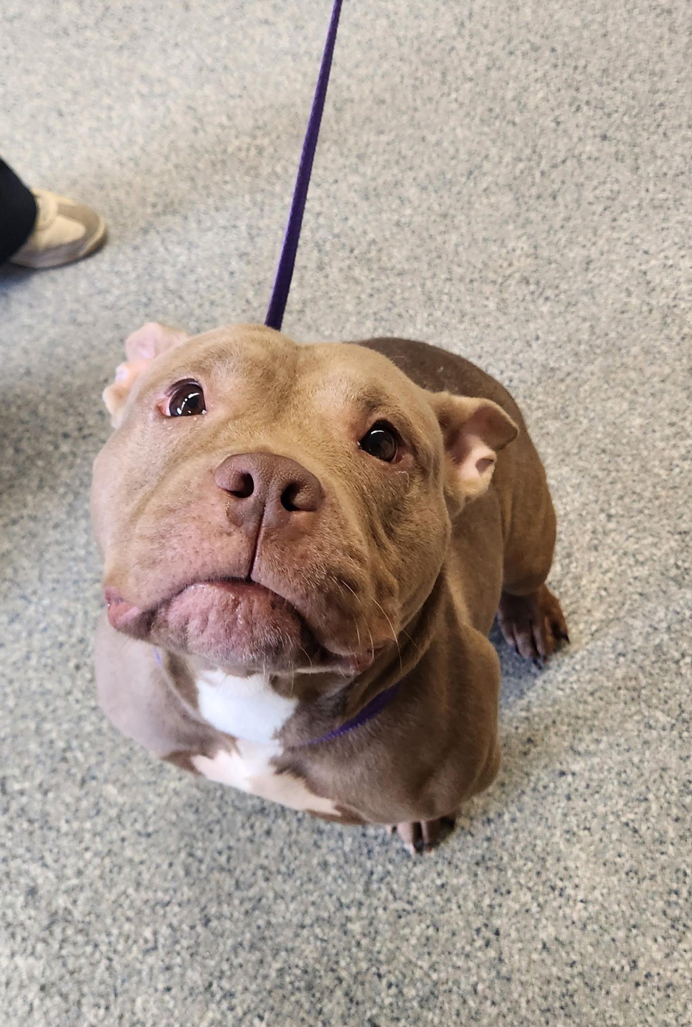 Enlarge Roxy, an adopted American Bully in Zimmerman, MN image 1/1