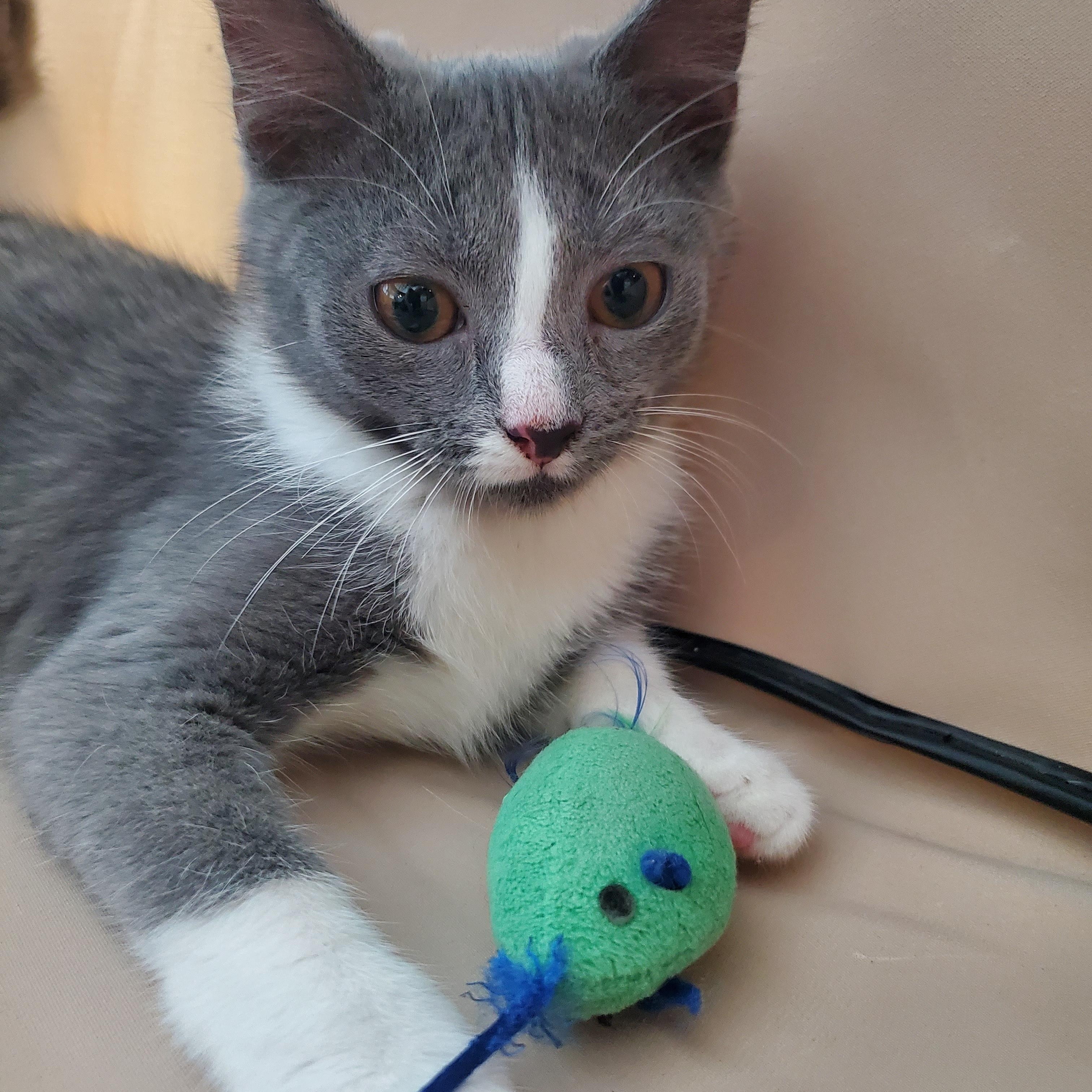 Rachel, a ADOPTABLE Domestic Short Hair in New Haven, CT image 3/4