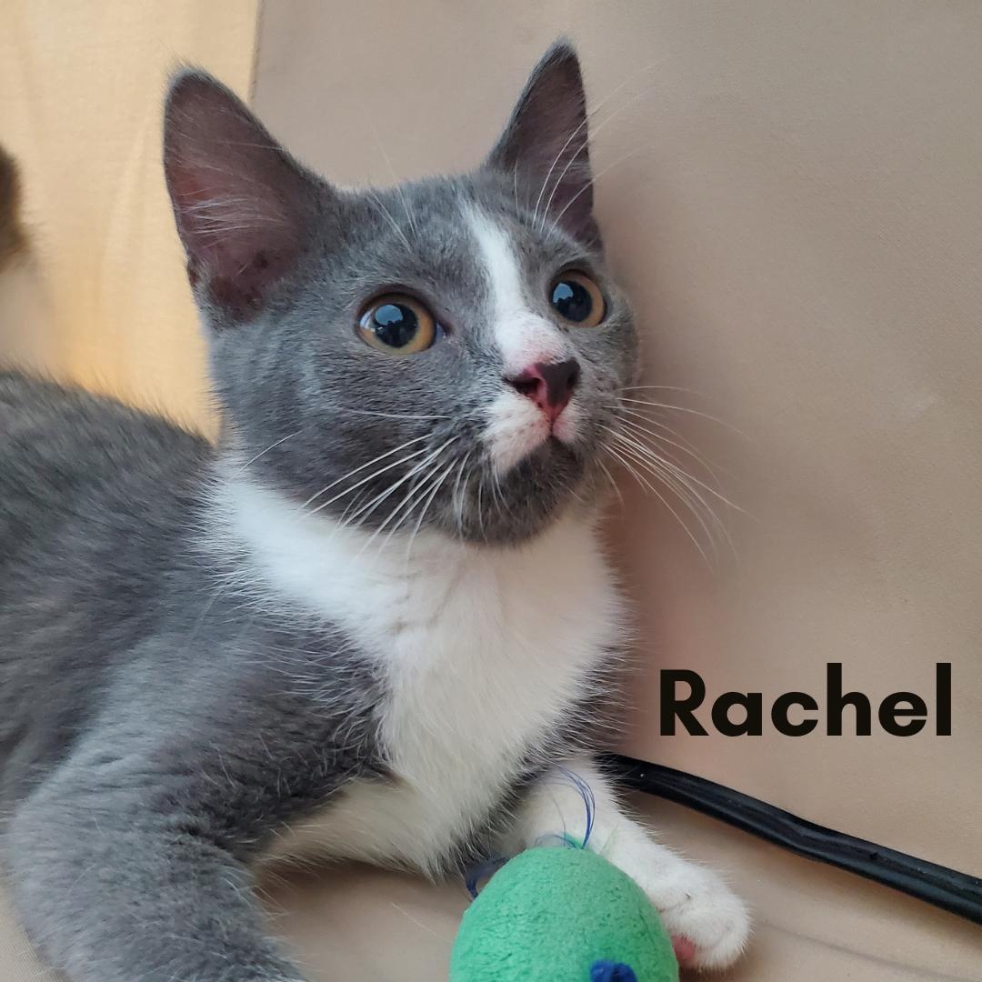 Rachel, a ADOPTABLE Domestic Short Hair in New Haven, CT image 1/4