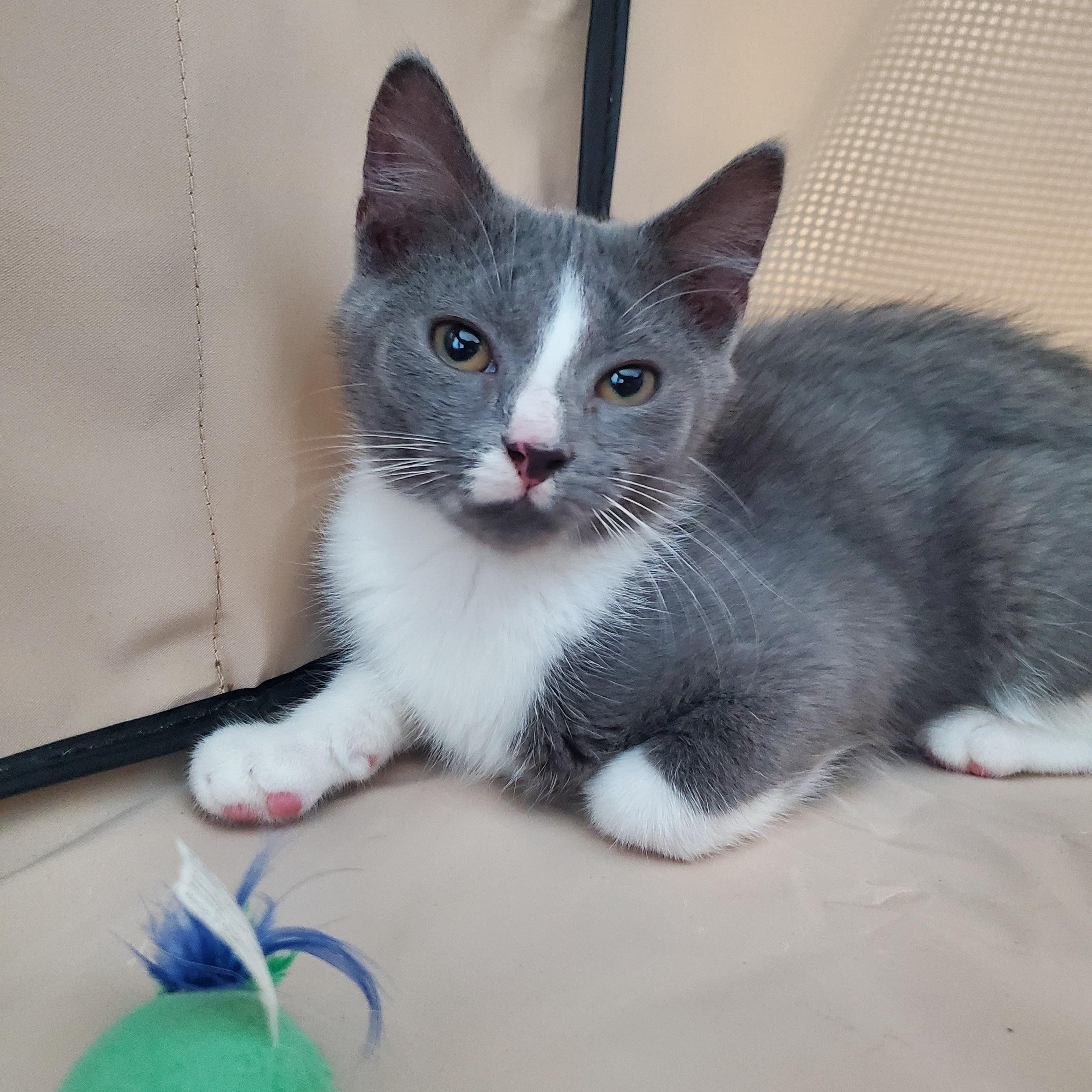 Rachel, a ADOPTABLE Domestic Short Hair in New Haven, CT image 2/4