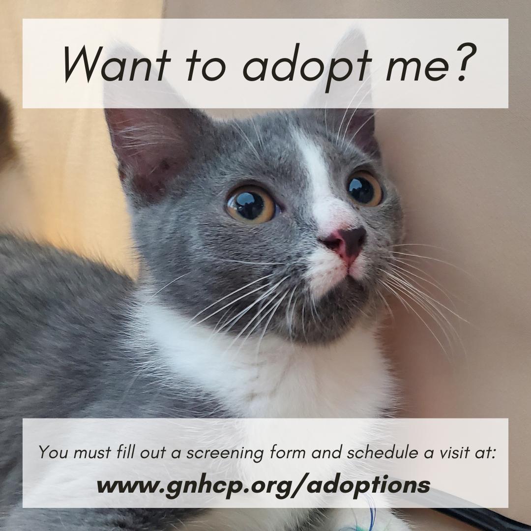 Rachel, a ADOPTABLE Domestic Short Hair in New Haven, CT image 4/4
