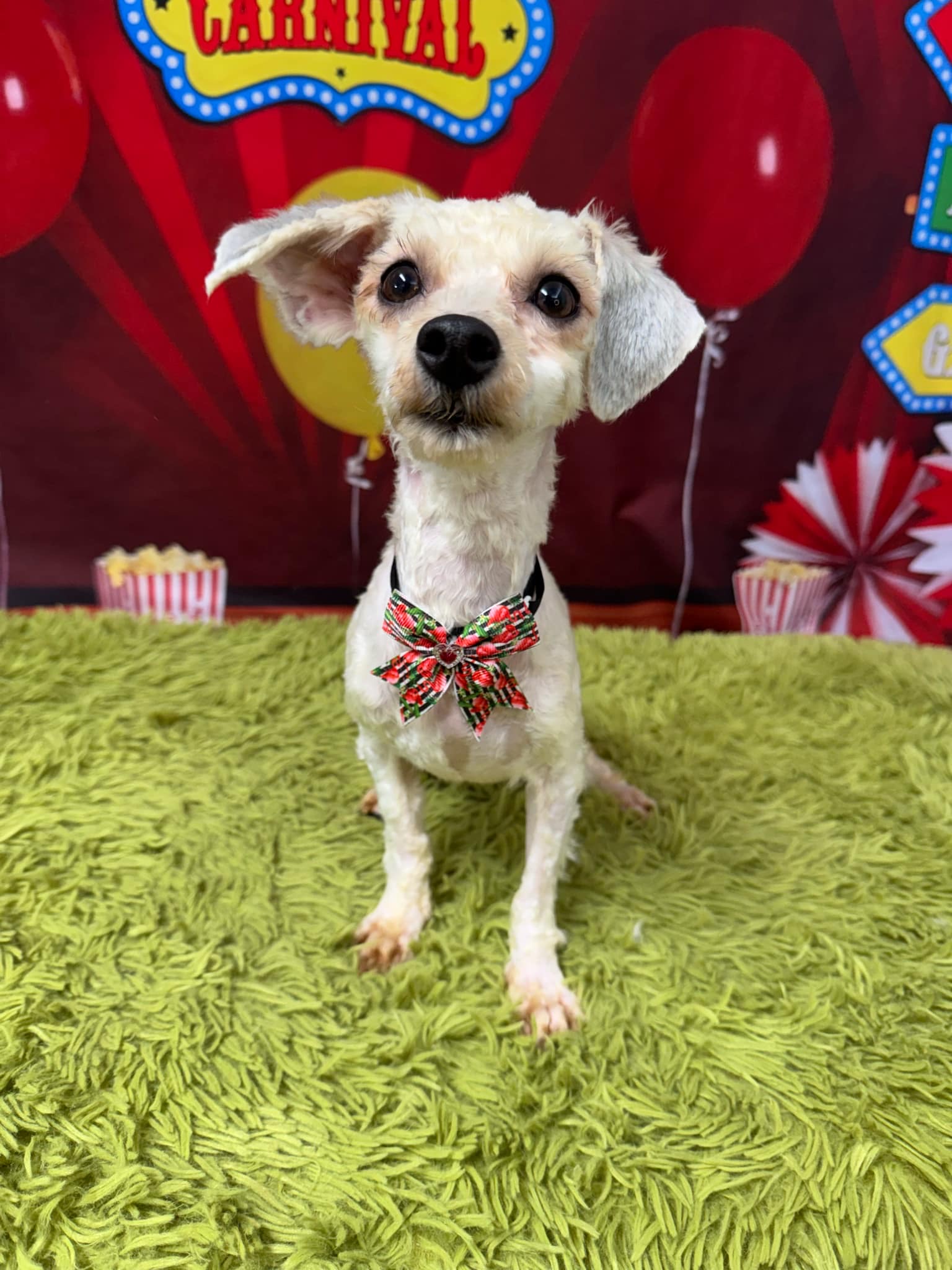 Dog for adoption Adeline (Addie), a Havanese & Miniature Poodle Mix