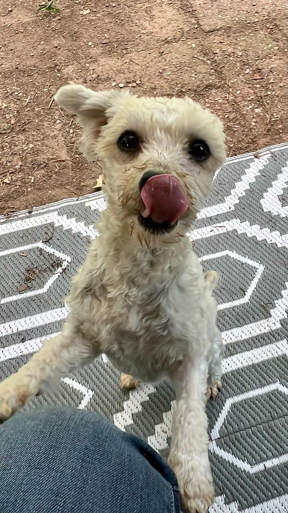 Dog for adoption Adeline (Addie), a Havanese & Miniature Poodle Mix