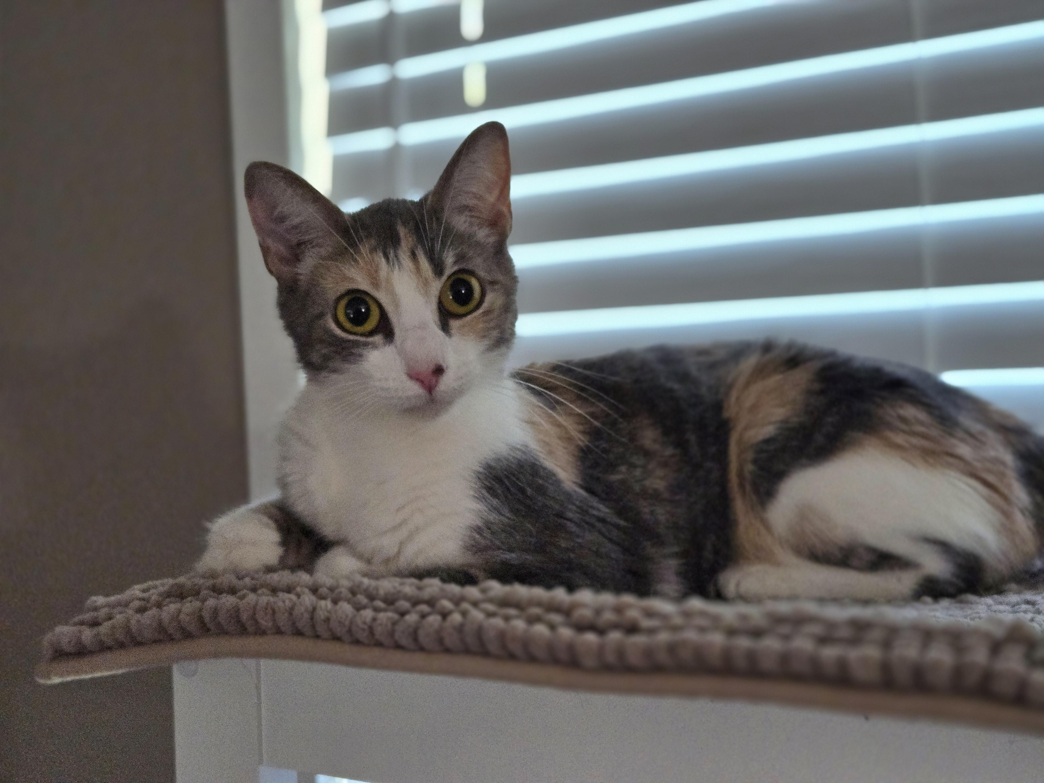 Kalli, an adoptable mixed breed in Grove City, OH image 1/3