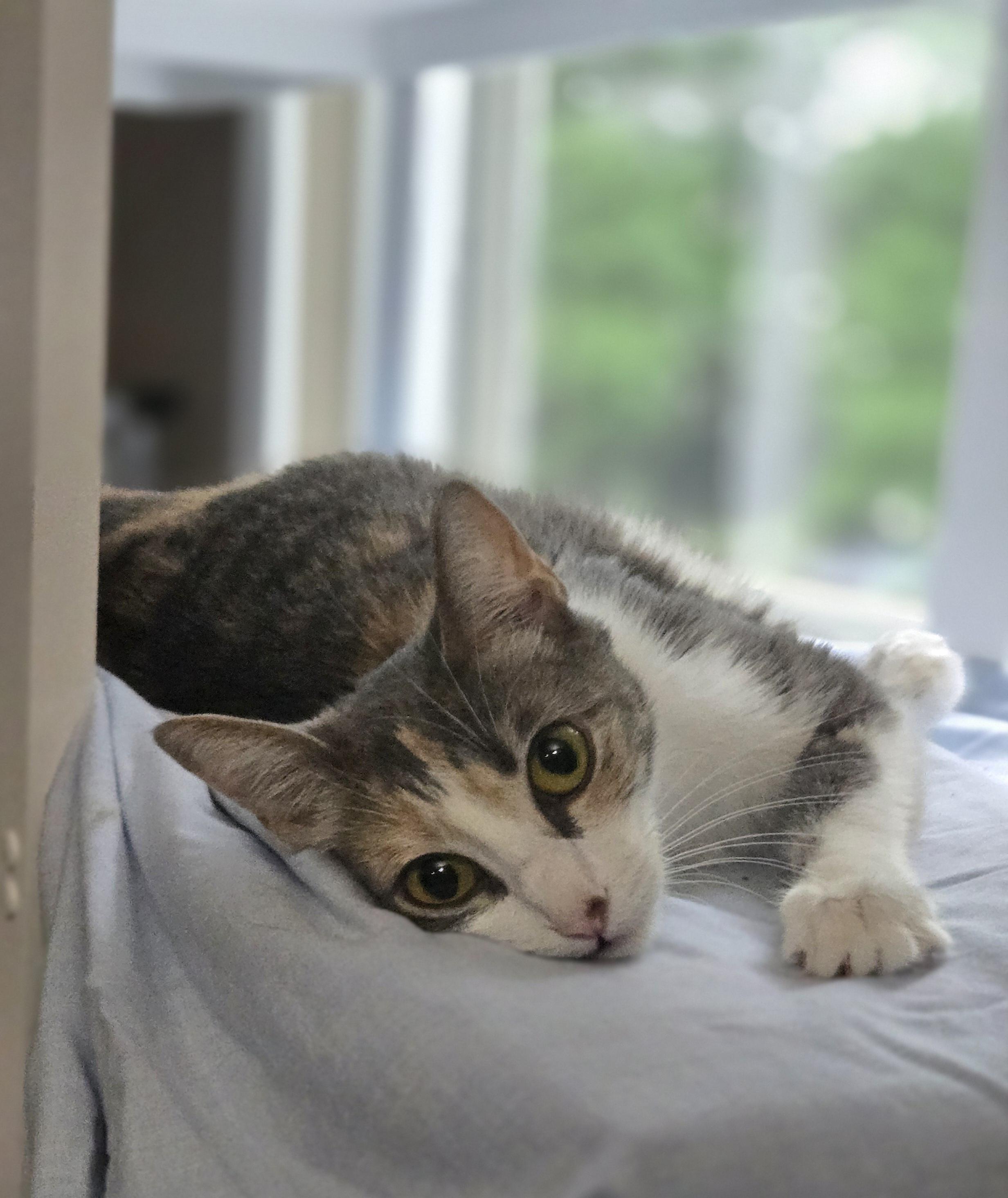Kalli, an adoptable mixed breed in Grove City, OH image 2/3