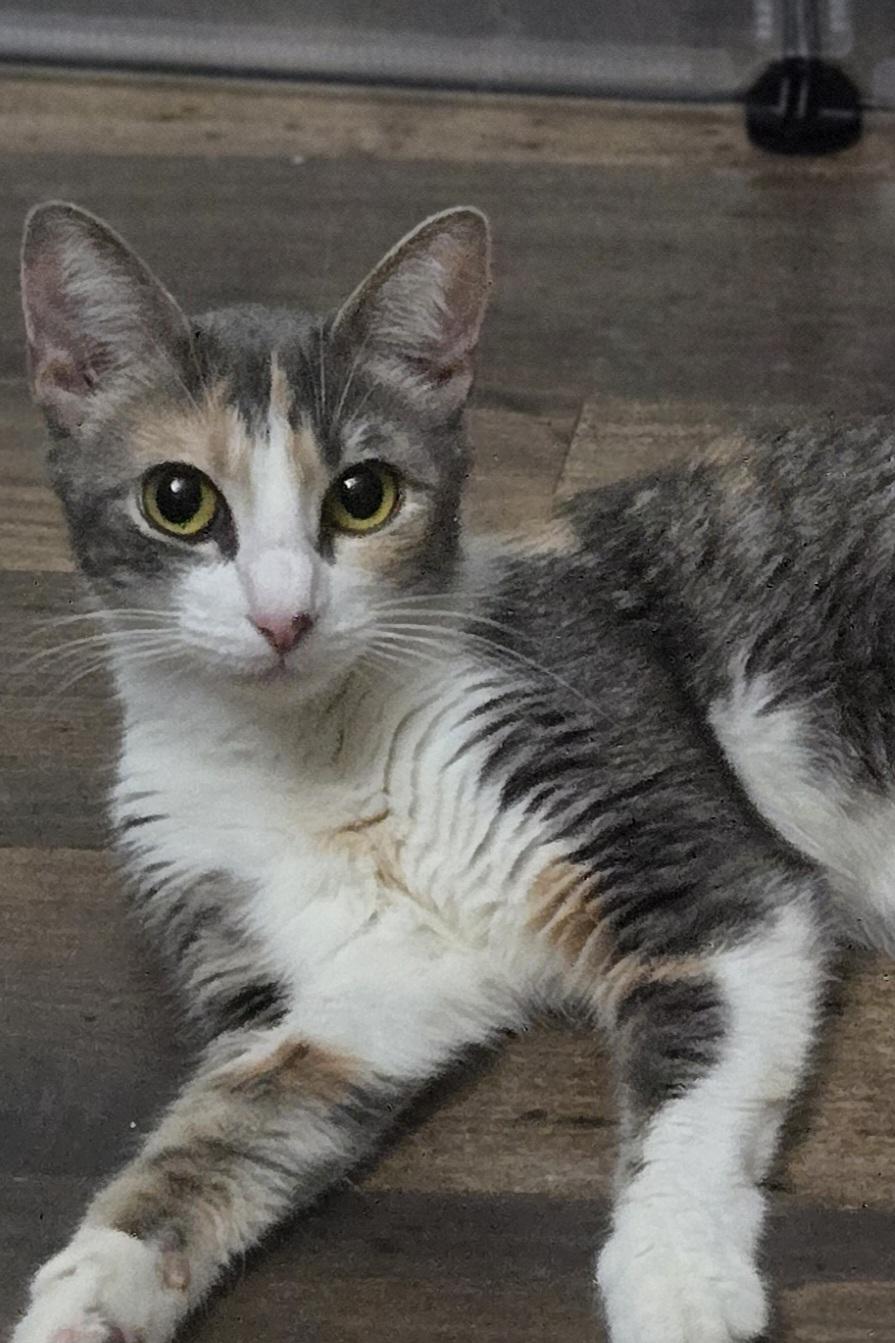 Kalli, an adoptable mixed breed in Grove City, OH image 3/3