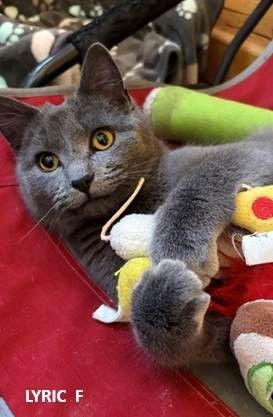 Lyric, Adopted, Adult Female Domestic Short Hair.