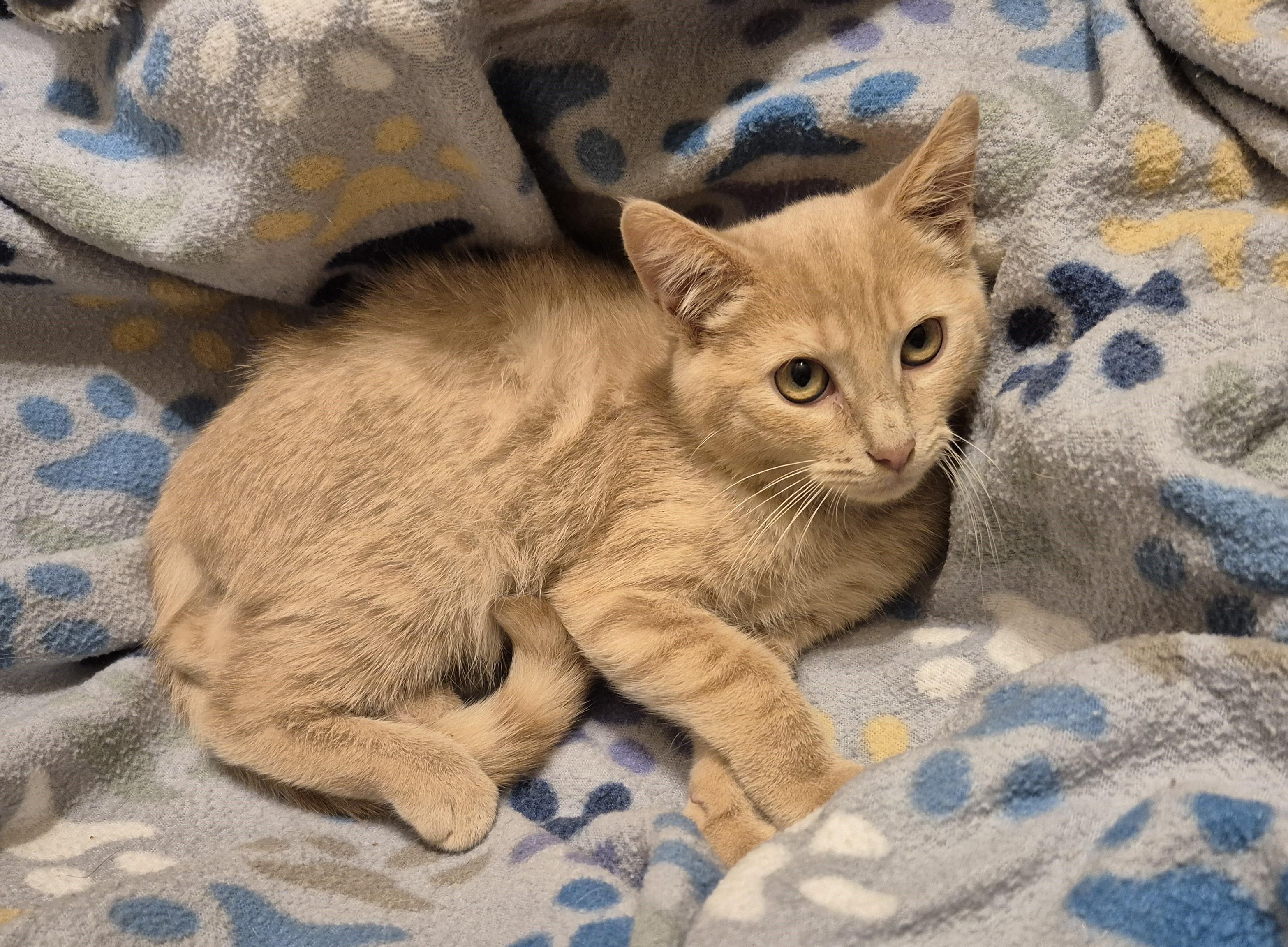 FAST EDDIE, Adopted, Kitten Male Domestic Short Hair.