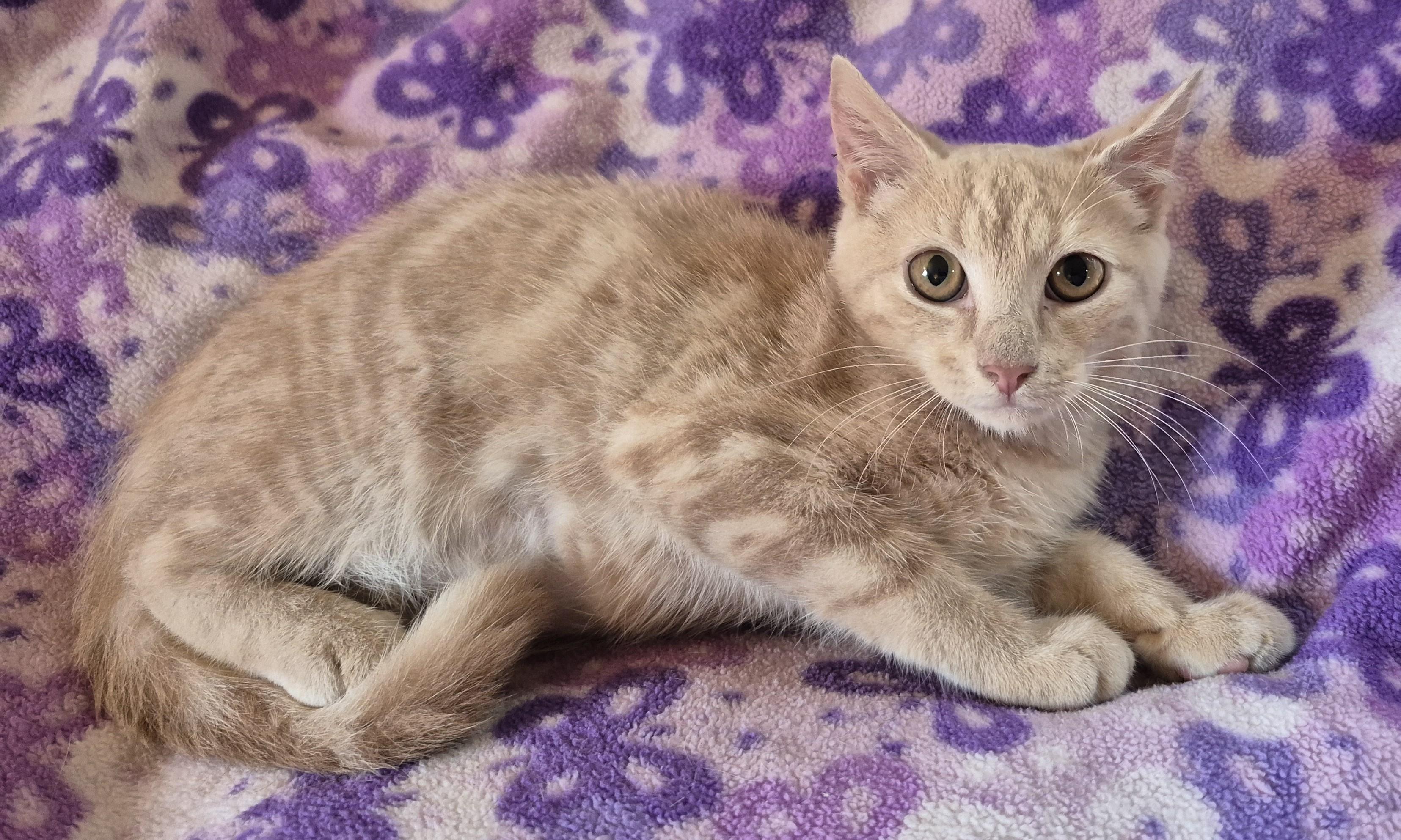 FAST EDDIE, a Adopted Domestic Short Hair in Highland Park, NJ image 2/2