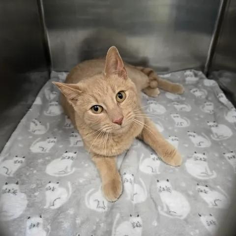 Ryland, ADOPTABLE, Adult Male Domestic Short Hair.