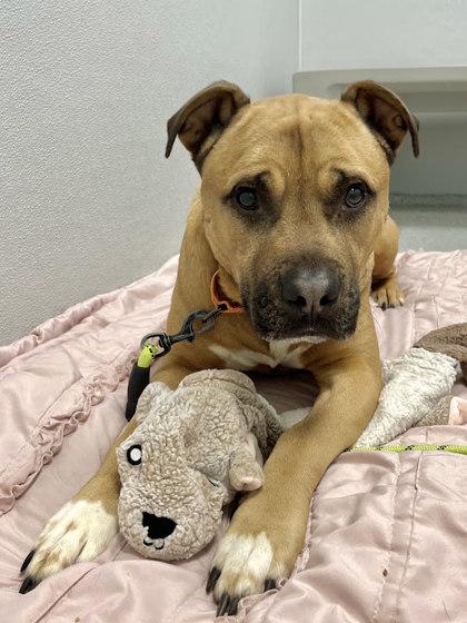 Major, Adoptable, Adult Male Pit Bull Terrier & Shepherd.