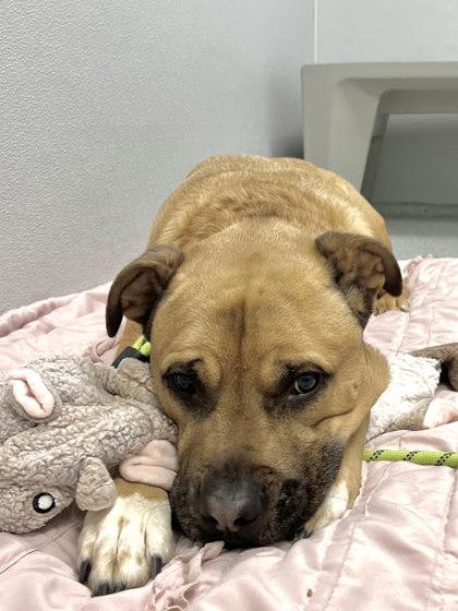 Enlarge Major, a Adoptable mixed breed in Twinsburg, OH image 2/3