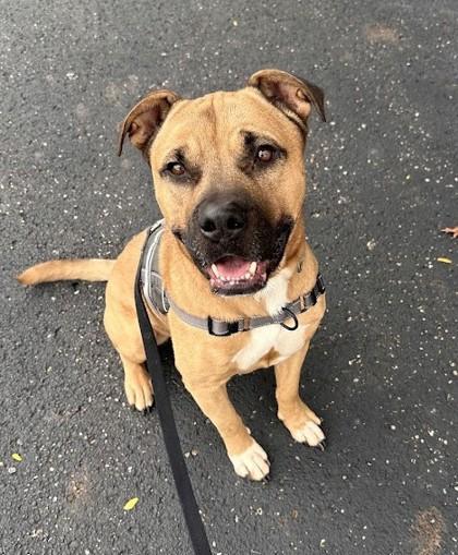 Enlarge Major, a Adoptable mixed breed in Twinsburg, OH image 2/3