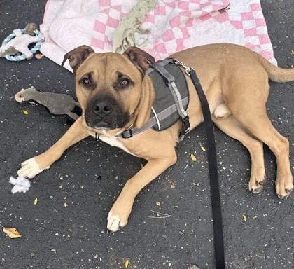 Enlarge Major, a Adoptable mixed breed in Twinsburg, OH image 3/3