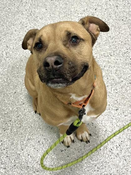 Enlarge Major, a Adoptable mixed breed in Twinsburg, OH image 3/3