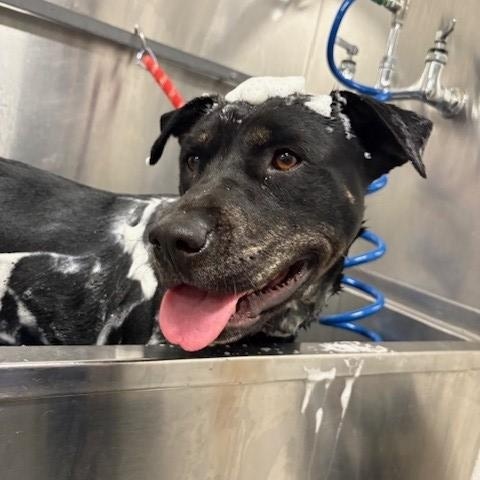 Cheri, Adoptable, Adult Female Pit Bull Terrier.