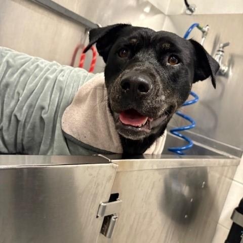 Cheri, a Adoptable Pit Bull Terrier in Fayetteville, AR image 2/3