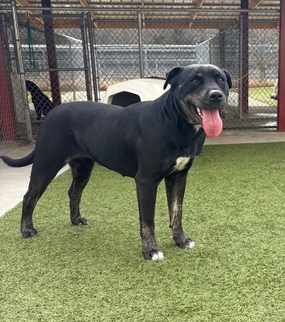 Cheri, a Adoptable Pit Bull Terrier in Fayetteville, AR image 3/3