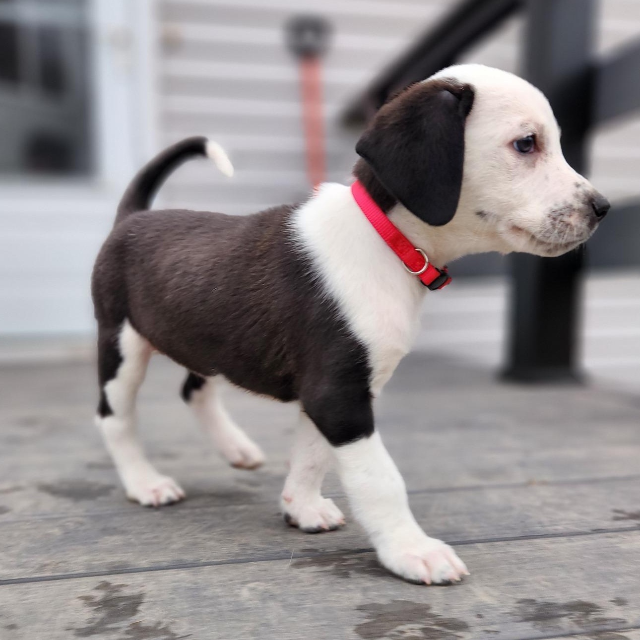 Enlarge Biathlon, a ADOPTABLE mixed breed in Racine, WI image 3/3