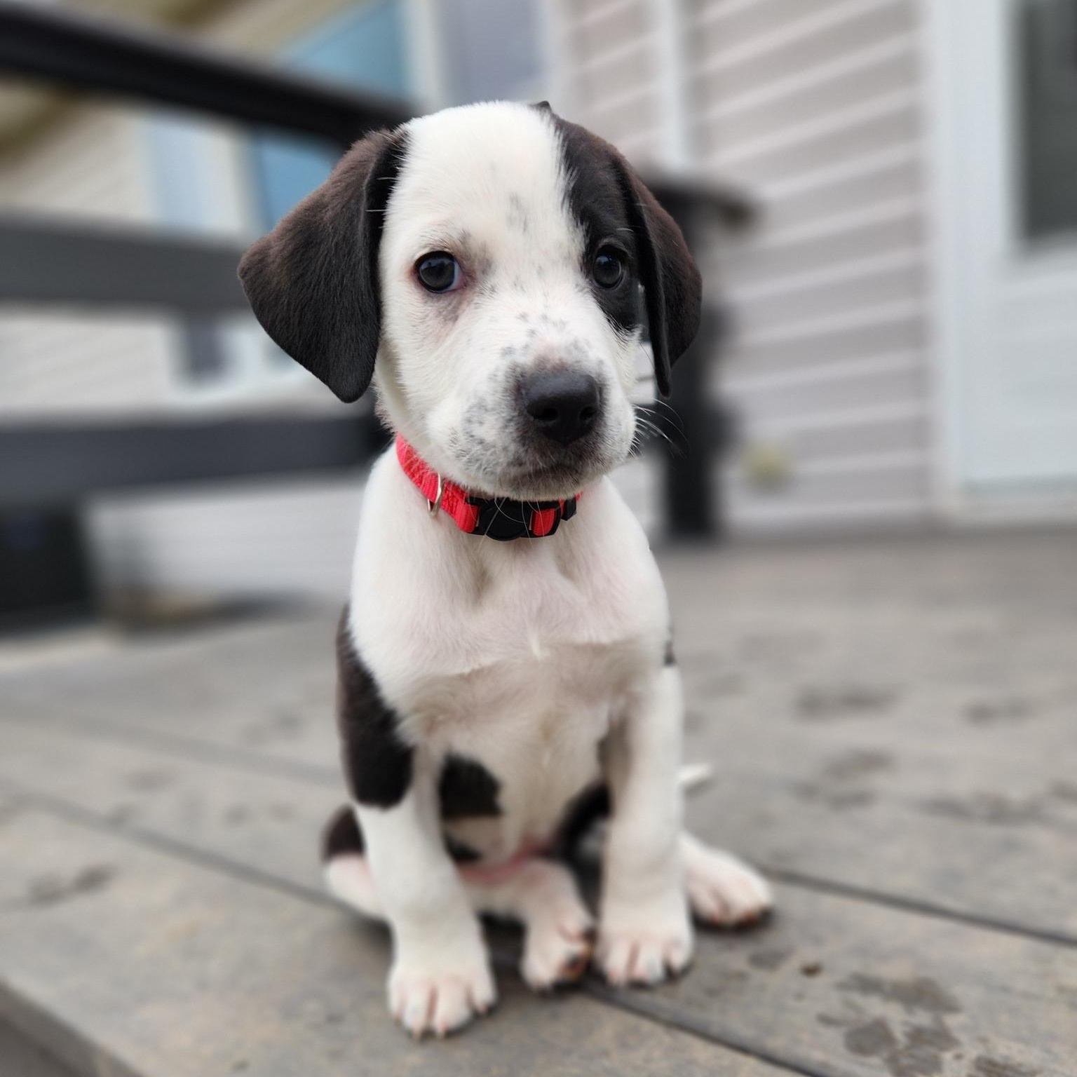 Enlarge Biathlon, a ADOPTABLE mixed breed in Racine, WI image 1/3