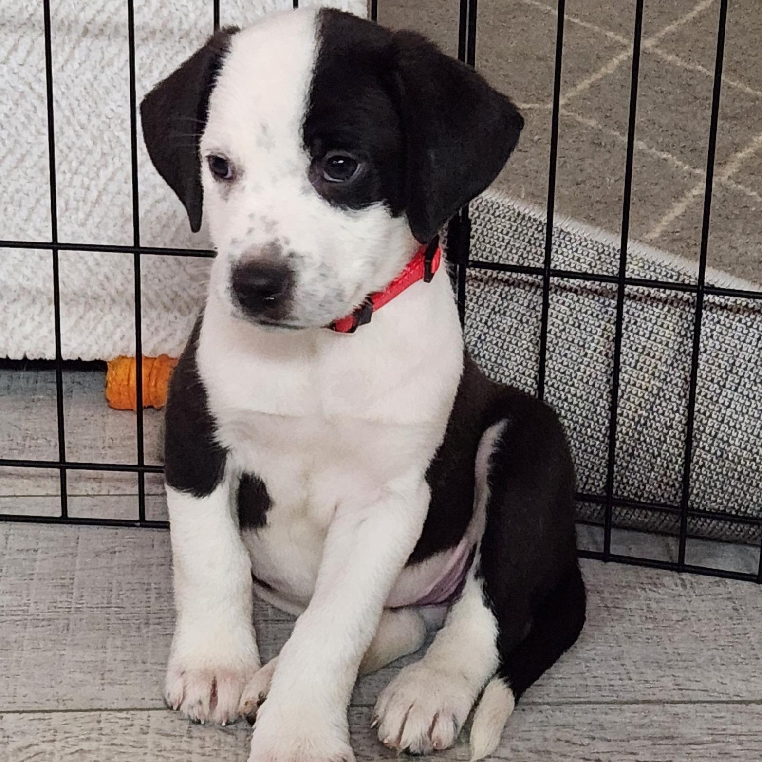 Enlarge Biathlon, a ADOPTABLE mixed breed in Racine, WI image 2/3